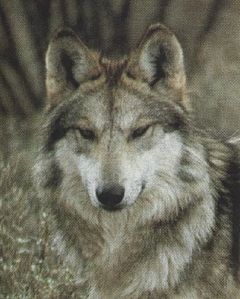 Immagine profilo di wolf_man